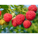 Framboisier 'Pathfinder' - Rubus 'Pathfinder'